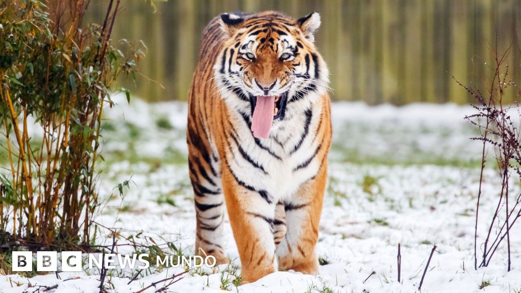 Trágico incidente: hombre muere tras ser atacado por un tigre en el Parque de Vida Silvestre de Yorkshire