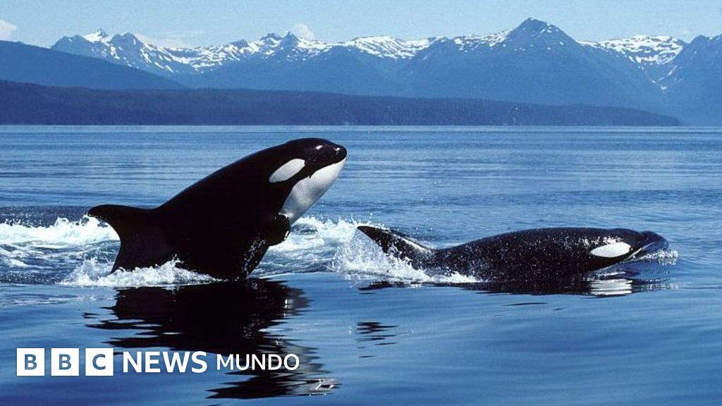 La sangrienta batalla submarina: orcas desplazan y cazan a grandes tiburones blancos