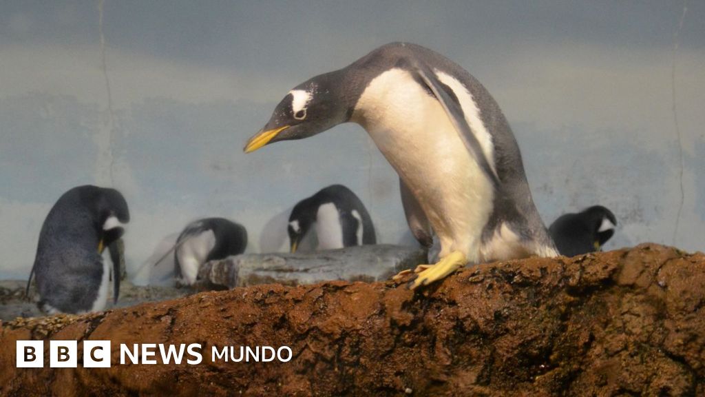 Científicos identifican una nueva especie de pingüino tras más de un siglo