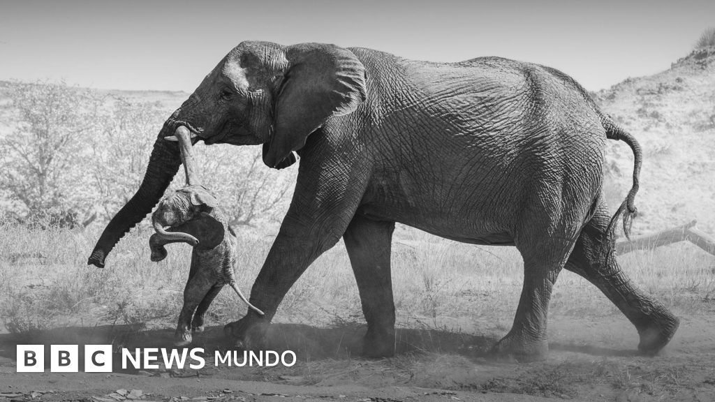 Fotografías revelan el complejo duelo de una elefanta en Namibia