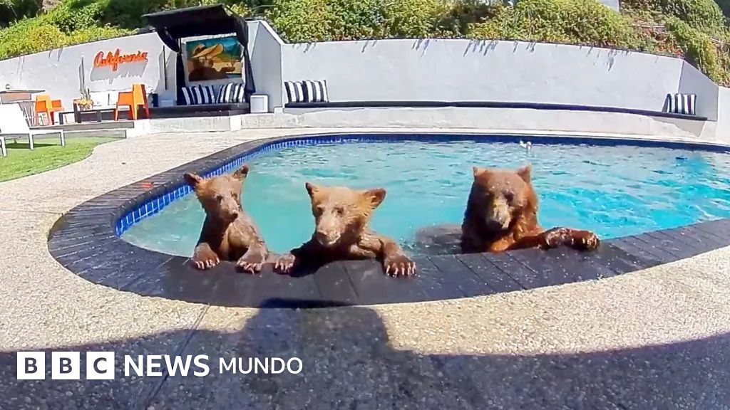 Vecinos inusuales: La familia de osos que convirtió una piscina en su refugio personal en Los Ángeles
