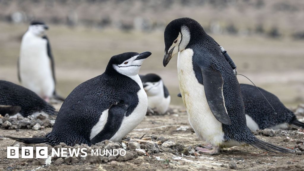 Crisis climática provoca el colapso de la mayor colonia de pingüinos barbijo del mundo