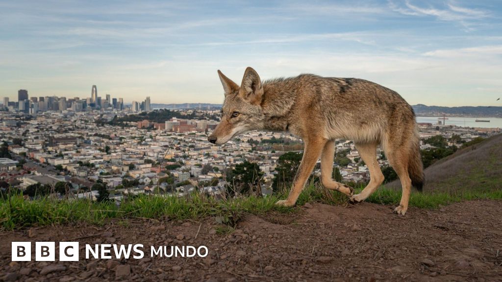 Las impactantes imágenes ganadoras del Fotógrafo de Vida Silvestre del Año 2026