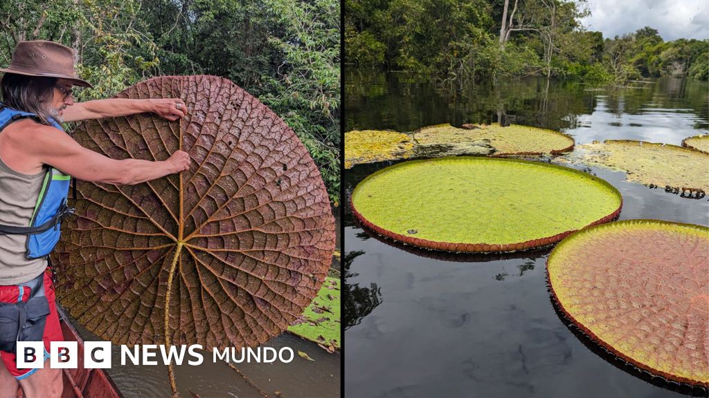 Descubren la Victoria colombiana: una nueva especie de nenúfar gigante en el Orinoco
