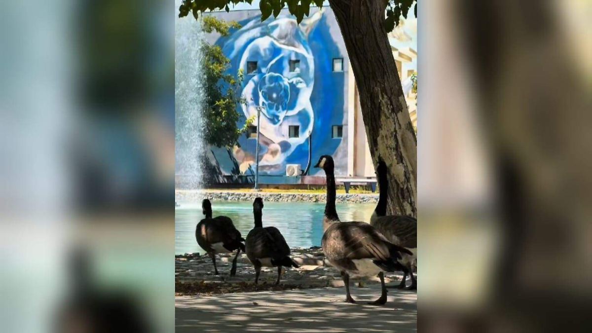 Gansos canadienses completan travesía de 7 mil kilómetros y descansan en el Parque Central de Ciudad Juárez