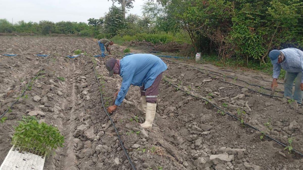Productores de chile en el sur de Tamaulipas recortarán siembras ante la incertidumbre de precios