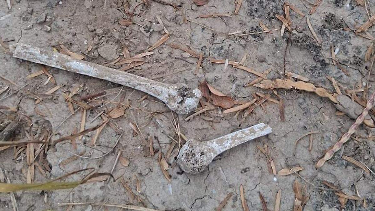 Colectivo halla fosa clandestina y restos humanos en Miguel Alemán, Tamaulipas