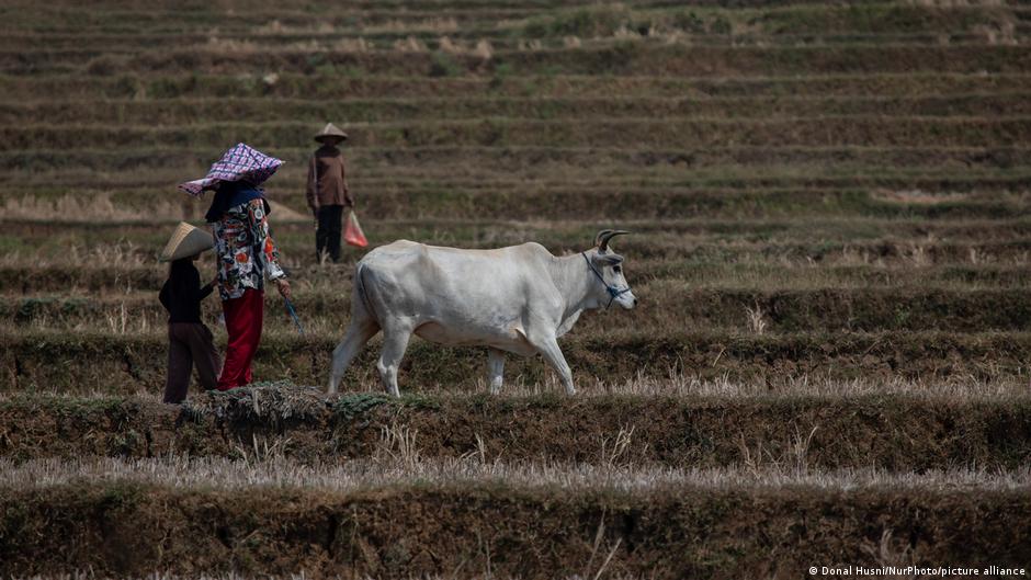 Cambio climático e inseguridad alimentaria: una amenaza creciente para la estabilidad global