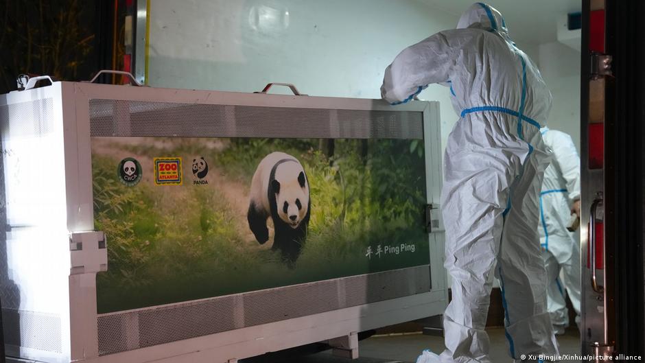 China refuerza lazos con EE. UU. mediante el envío de dos pandas gigantes a Atlanta