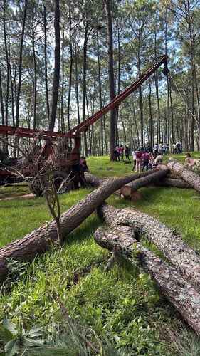 Denuncian tala de mil pinos en Tacámbaro; habitantes exigen intervención de autoridades