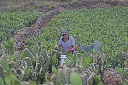 México se acerca a erradicar el hambre, asegura la FAO
